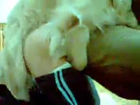 Beastiality lover got fucked hard by a white furry dog